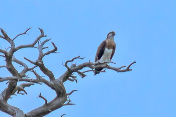 2023年4月14日(金) 山口県の野鳥観察記録