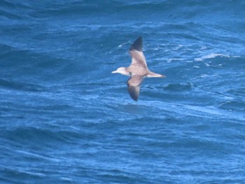 2023年4月9日(日) 見島航路の野鳥観察記録