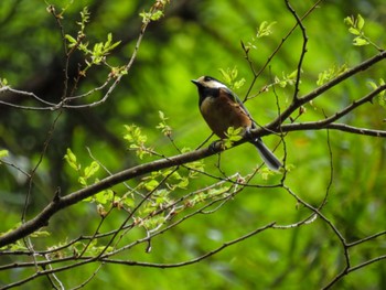 Varied Tit 菩提樹寺山 Fri, 4/14/2023