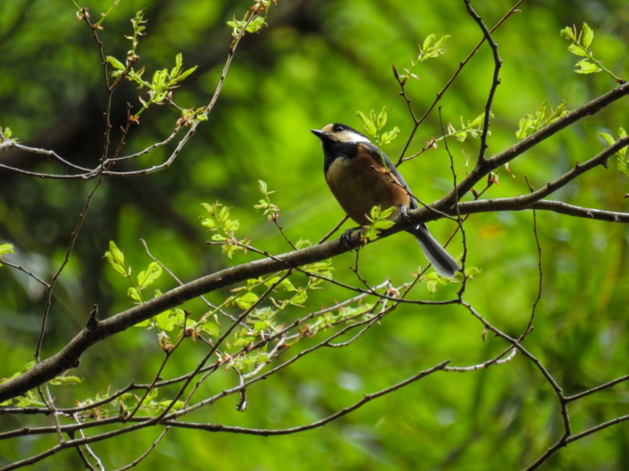 Photo of Varied Tit at 菩提樹寺山 by ぽちゃっこ