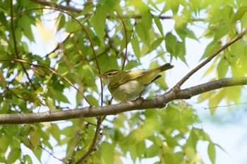 Eastern Crowned Warbler Saitama Prefecture Forest Park Thu, 4/13/2023