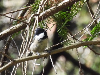 Coal Tit ひので野鳥の森自然公園 Sat, 1/21/2023