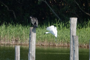 クロツラヘラサギ 葛西臨海公園 2023年4月9日(日)