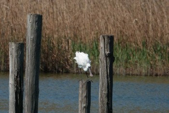 2023年4月9日(日) 葛西臨海公園の野鳥観察記録