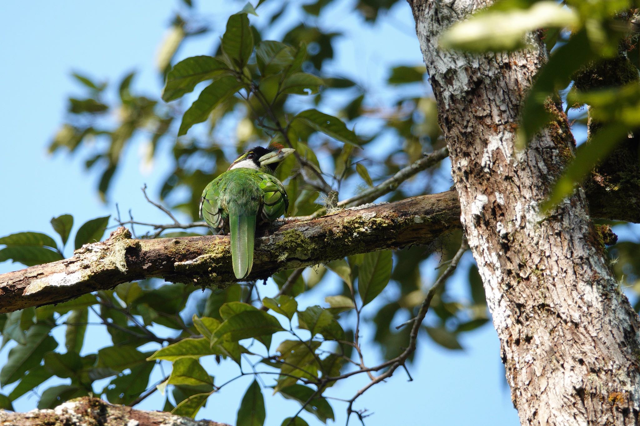 Photo of Fire-tufted Barbet at Fraser's Hill by のどか