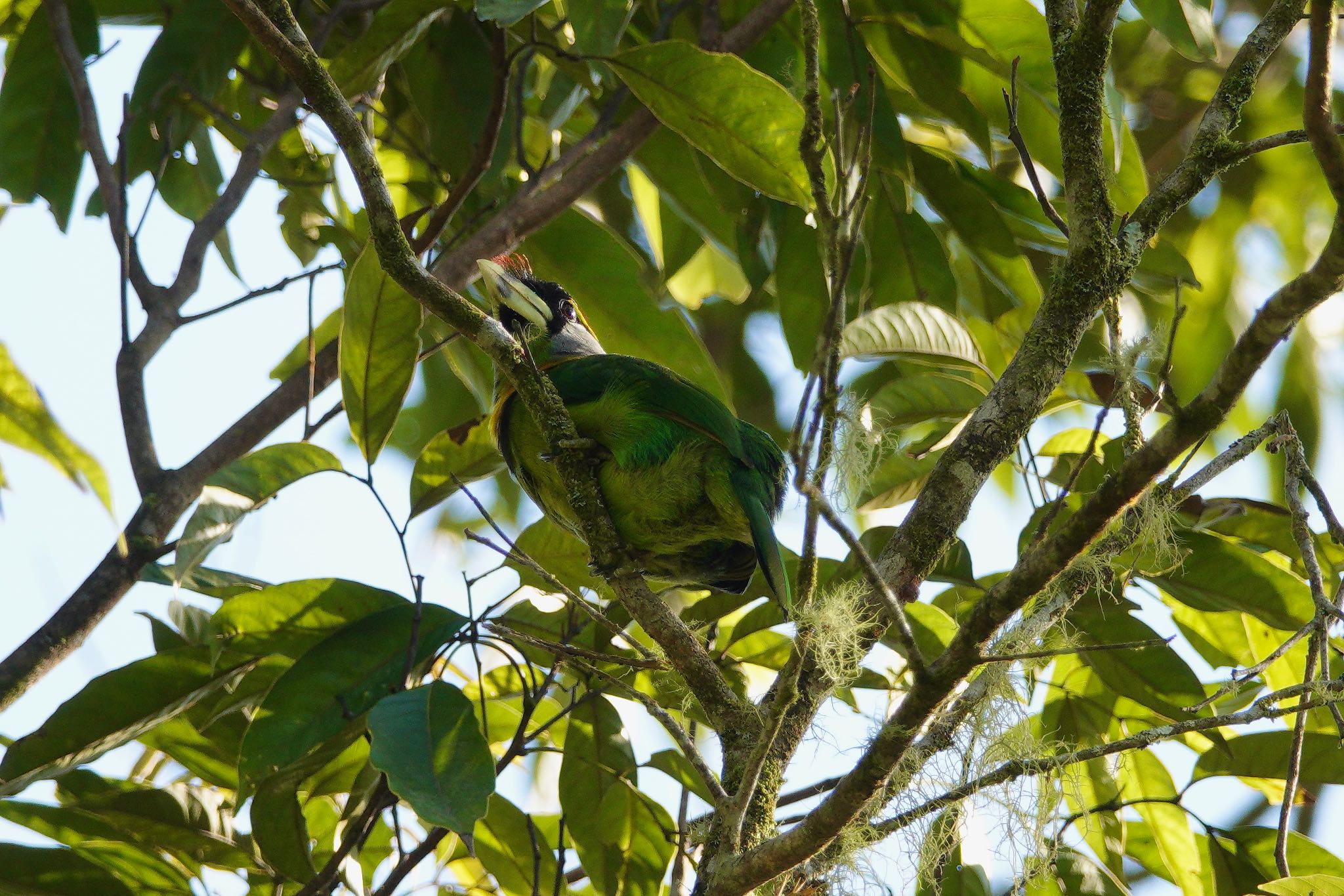 Fire-tufted Barbet