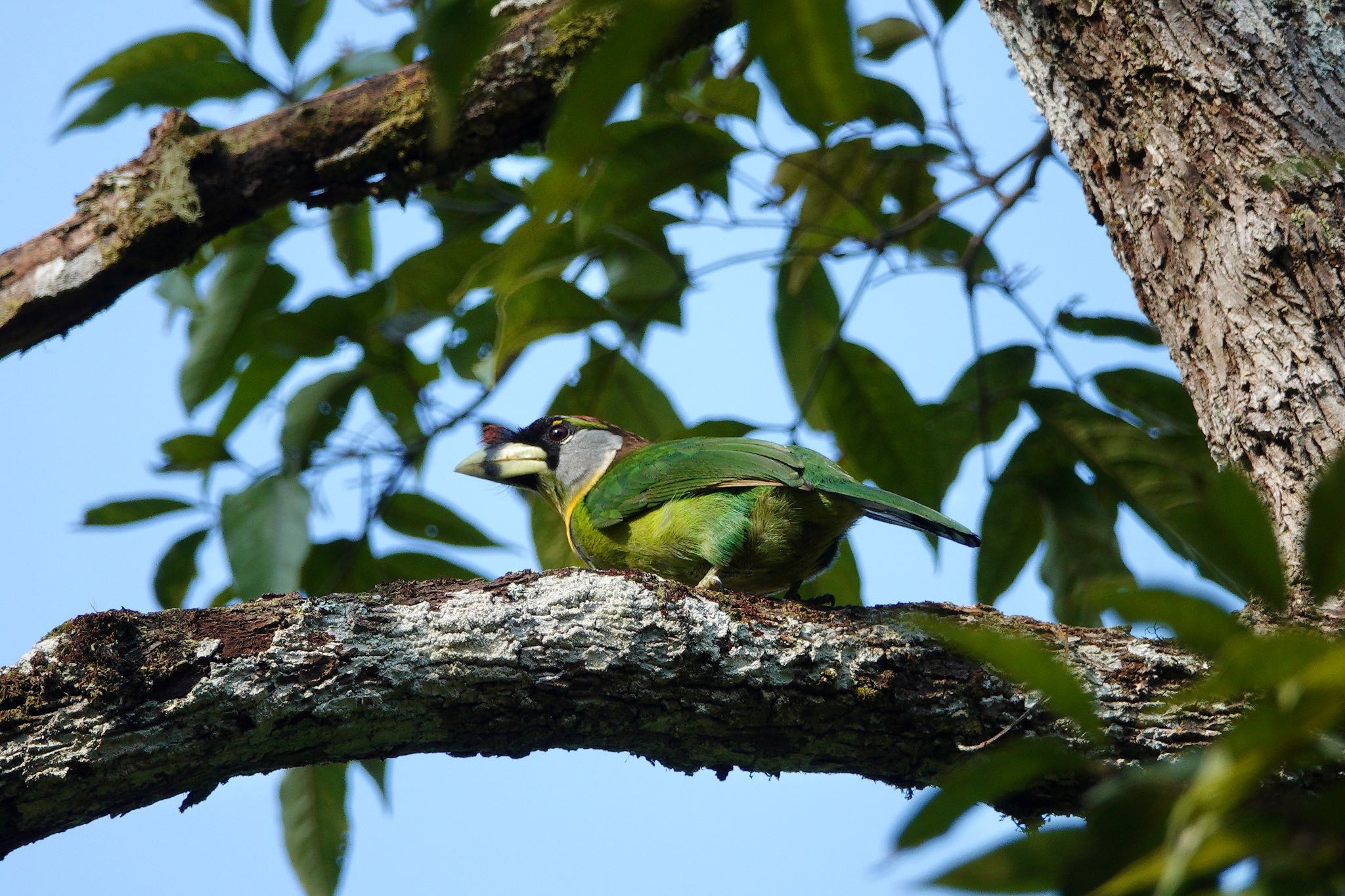 Fire-tufted Barbet