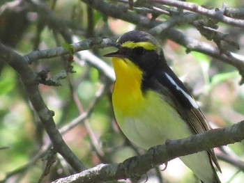 Narcissus Flycatcher Tomakomai Experimental Forest Sun, 5/27/2018