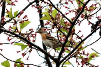 Brambling 瀬板の森公園(北九州市) Thu, 4/6/2023