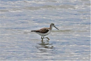 Common Greenshank 球磨川河口 Fri, 3/31/2023