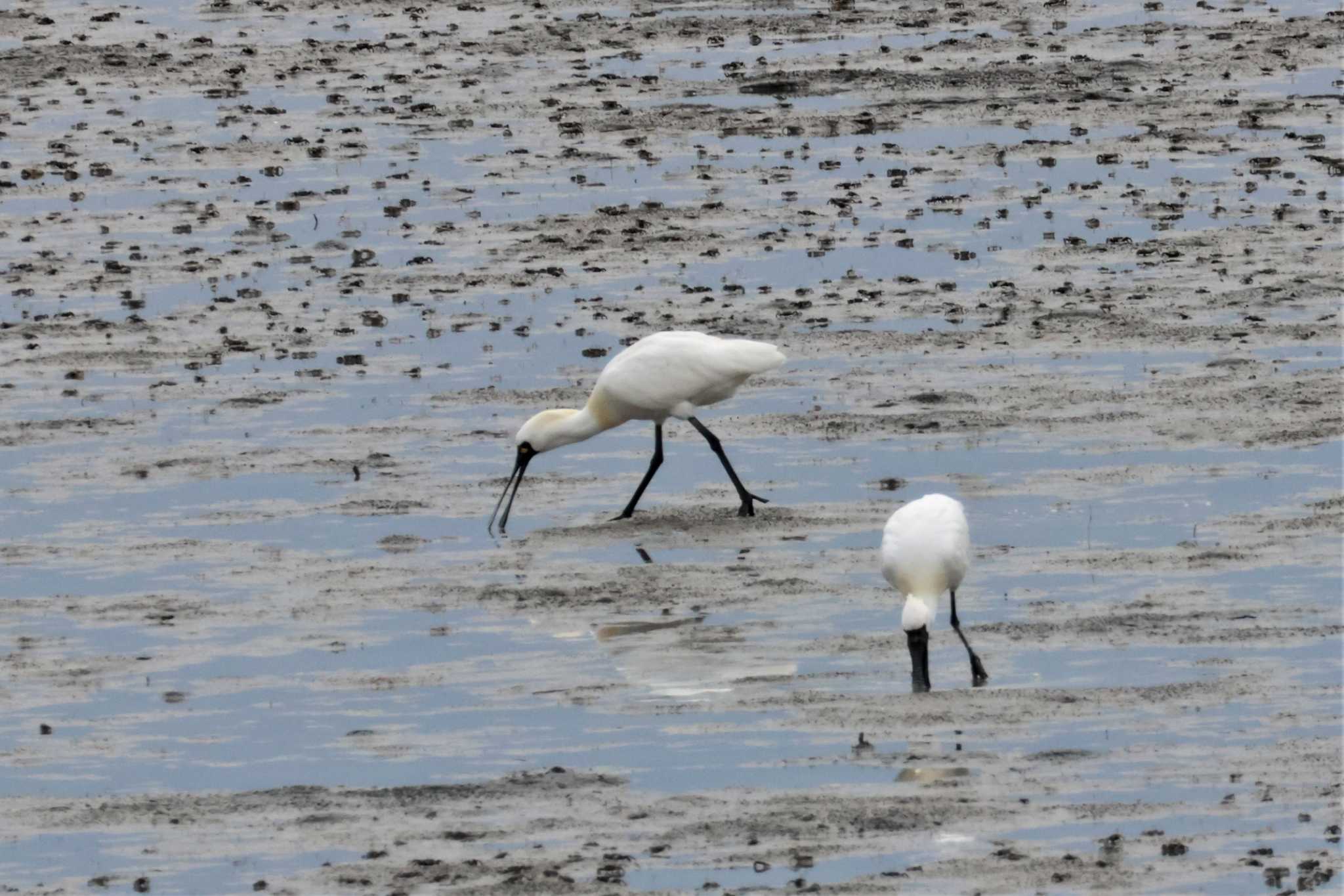 Photo of Black-faced Spoonbill at 球磨川河口 by momochan