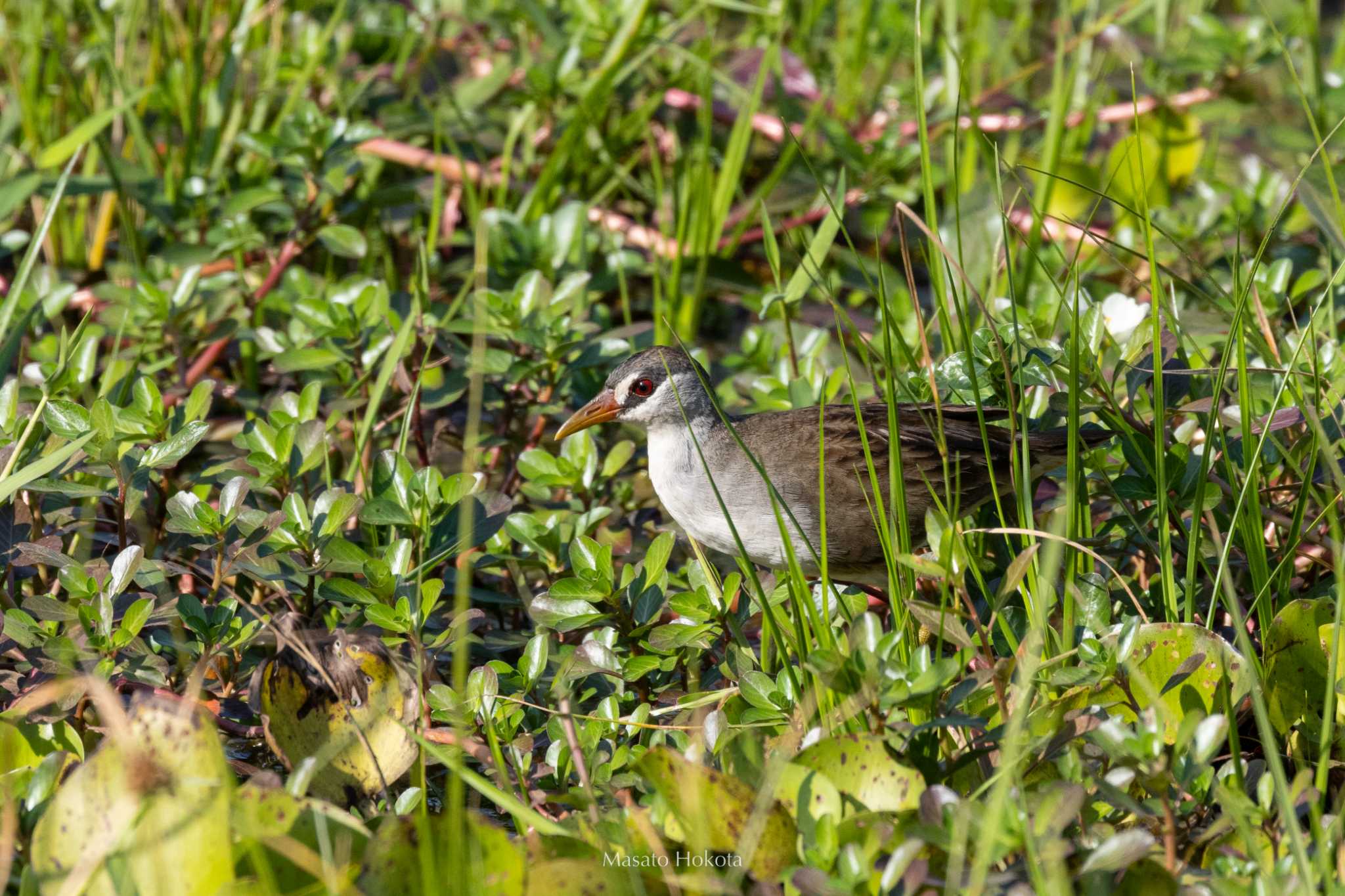 White-browed Crake