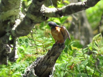 カワセミ 北大研究林(北海道大学苫小牧研究林) 2018年5月27日(日)