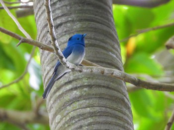 Black-naped Monarch 台北植物園 Sun, 4/2/2023