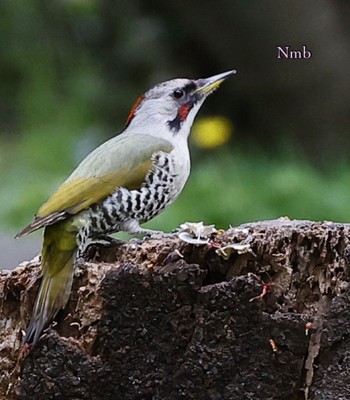 Japanese Green Woodpecker Unknown Spots Unknown Date