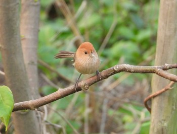 Vinous-throated Parrotbill 大安森林公園 Mon, 4/3/2023