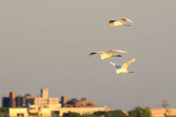 ダイサギ 渡良瀬遊水地 2023年4月9日(日)