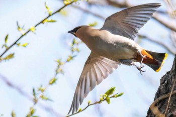 Sun, 4/9/2023 Birding report at Watarase Yusuichi (Wetland)