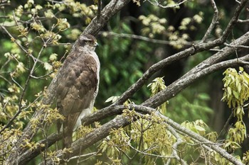 Eurasian Goshawk Yatoyama Park Fri, 3/31/2023