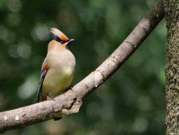 Japanese Waxwing 埼玉県 Mon, 4/10/2023