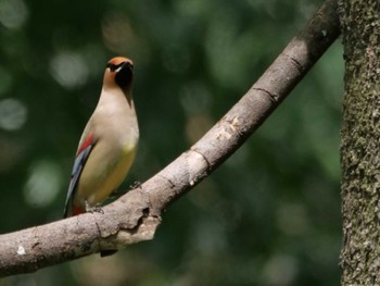 Japanese Waxwing 埼玉県 Mon, 4/10/2023