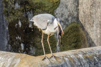 Grey Heron 宮城県仙台市 Fri, 4/14/2023