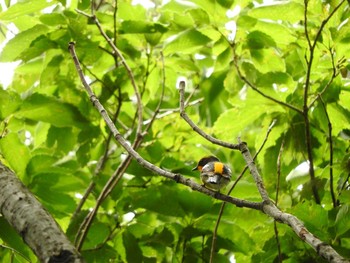 Narcissus Flycatcher 東京01 Sat, 5/26/2018