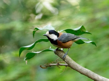 Varied Tit 横浜市立金沢自然公園 Thu, 4/13/2023