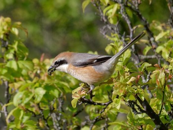 Bull-headed Shrike 横浜市立金沢自然公園 Thu, 4/13/2023