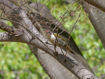 Japanese Green Woodpecker 横浜市立金沢自然公園 Thu, 4/13/2023