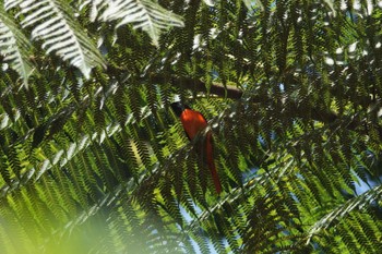 Grey-chinned Minivet Fraser's Hill Tue, 3/7/2023