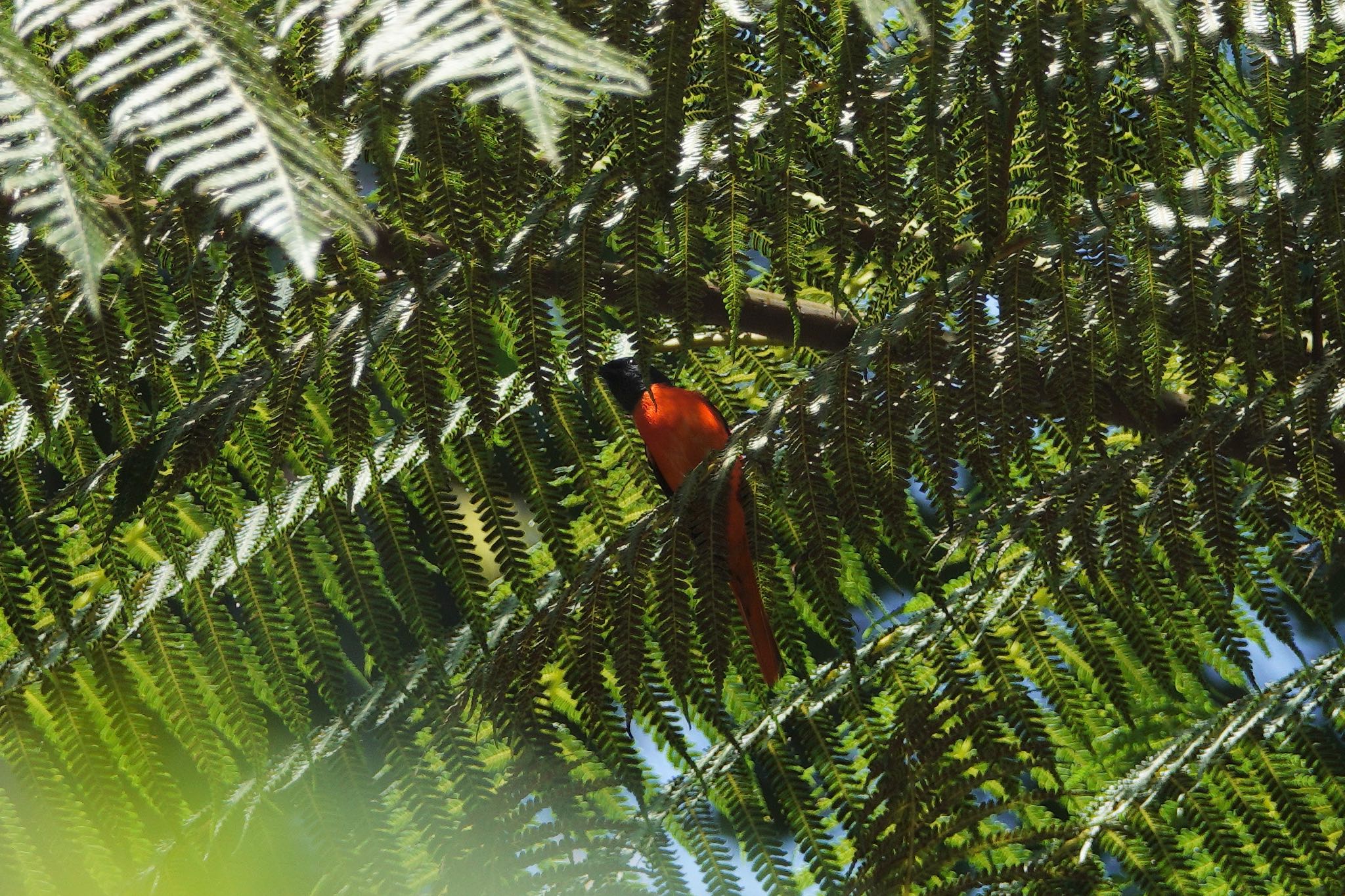 Grey-chinned Minivet