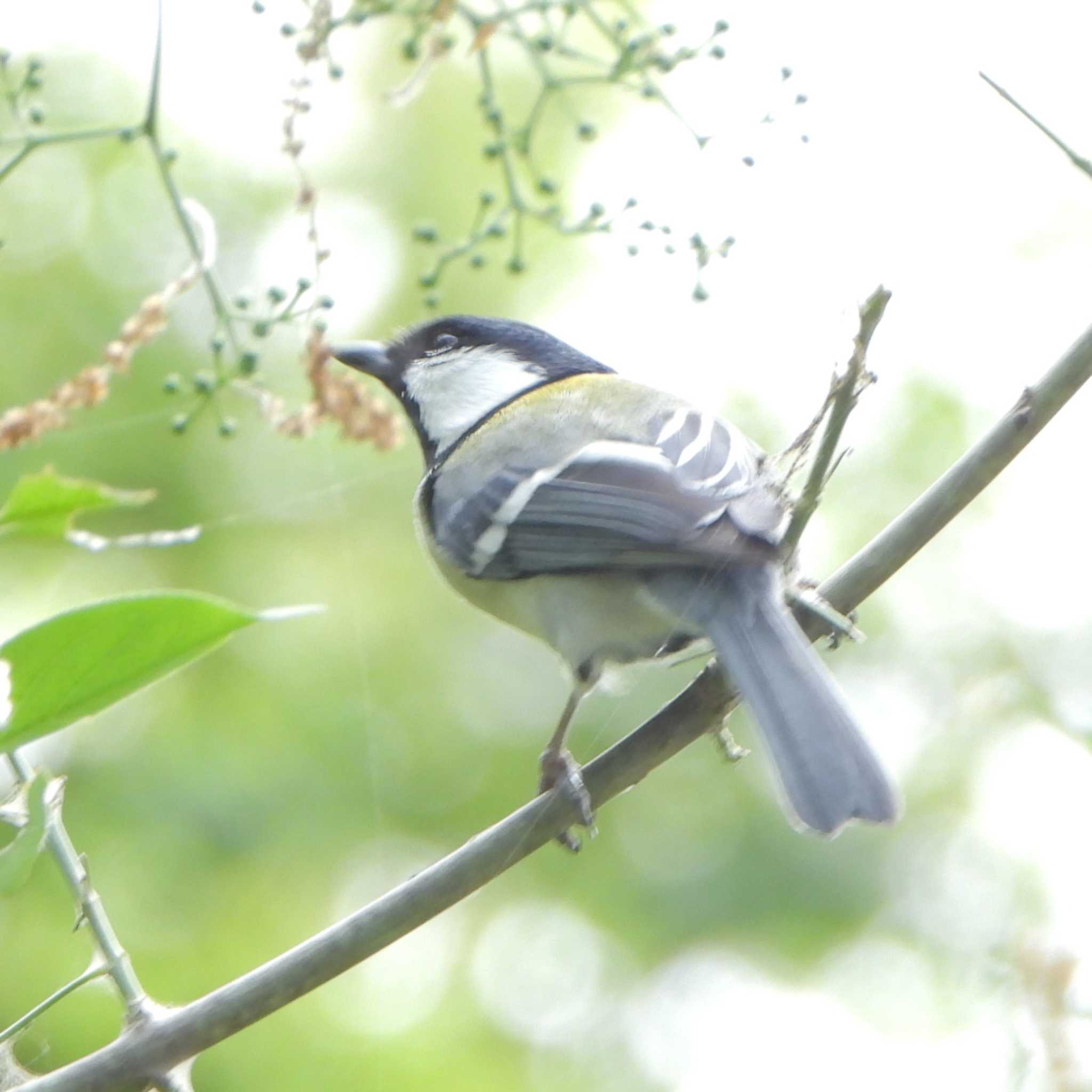 シジュウカラ