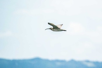 Eurasian Whimbrel 藤江海岸(兵庫県明石市) Sun, 5/20/2018