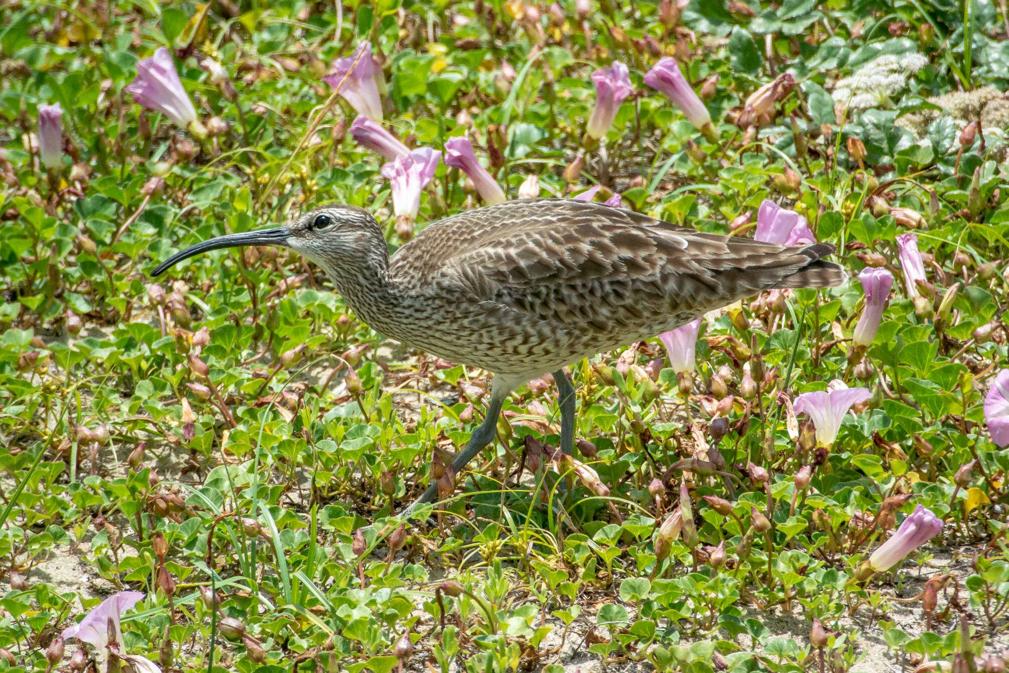 Photo of Eurasian Whimbrel at 藤江海岸(兵庫県明石市) by ときのたまお