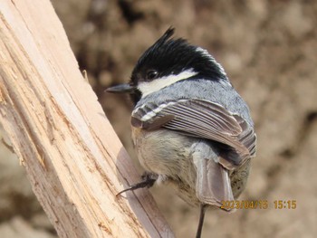 Coal Tit Makomanai Park Sat, 4/15/2023