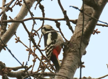 Great Spotted Woodpecker Makomanai Park Sat, 4/15/2023