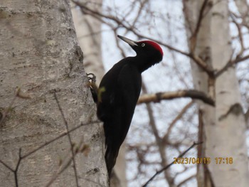 Black Woodpecker Makomanai Park Sat, 4/15/2023