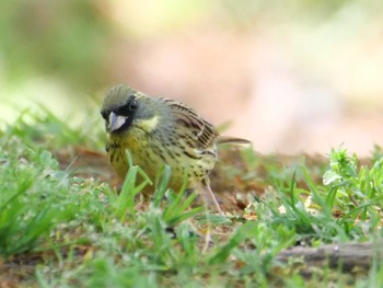 Masked Bunting 秩父 Thu, 4/13/2023