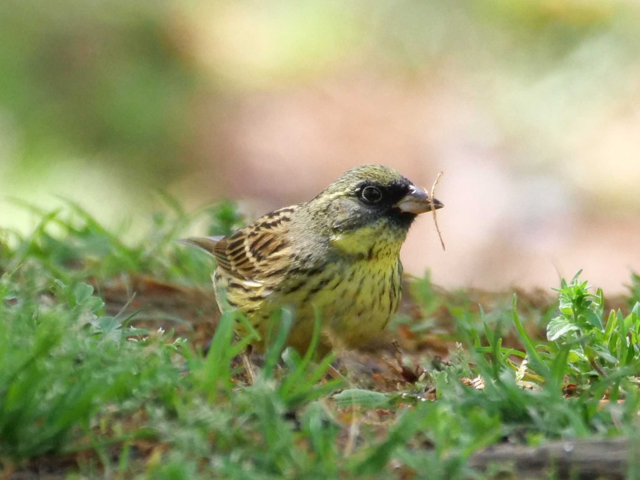 アオジ3態。　雨の一日・3回投稿させていただきました。 by little birds