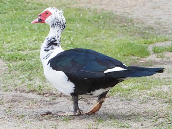 Muscovy Duck 天王川公園 Fri, 3/24/2023