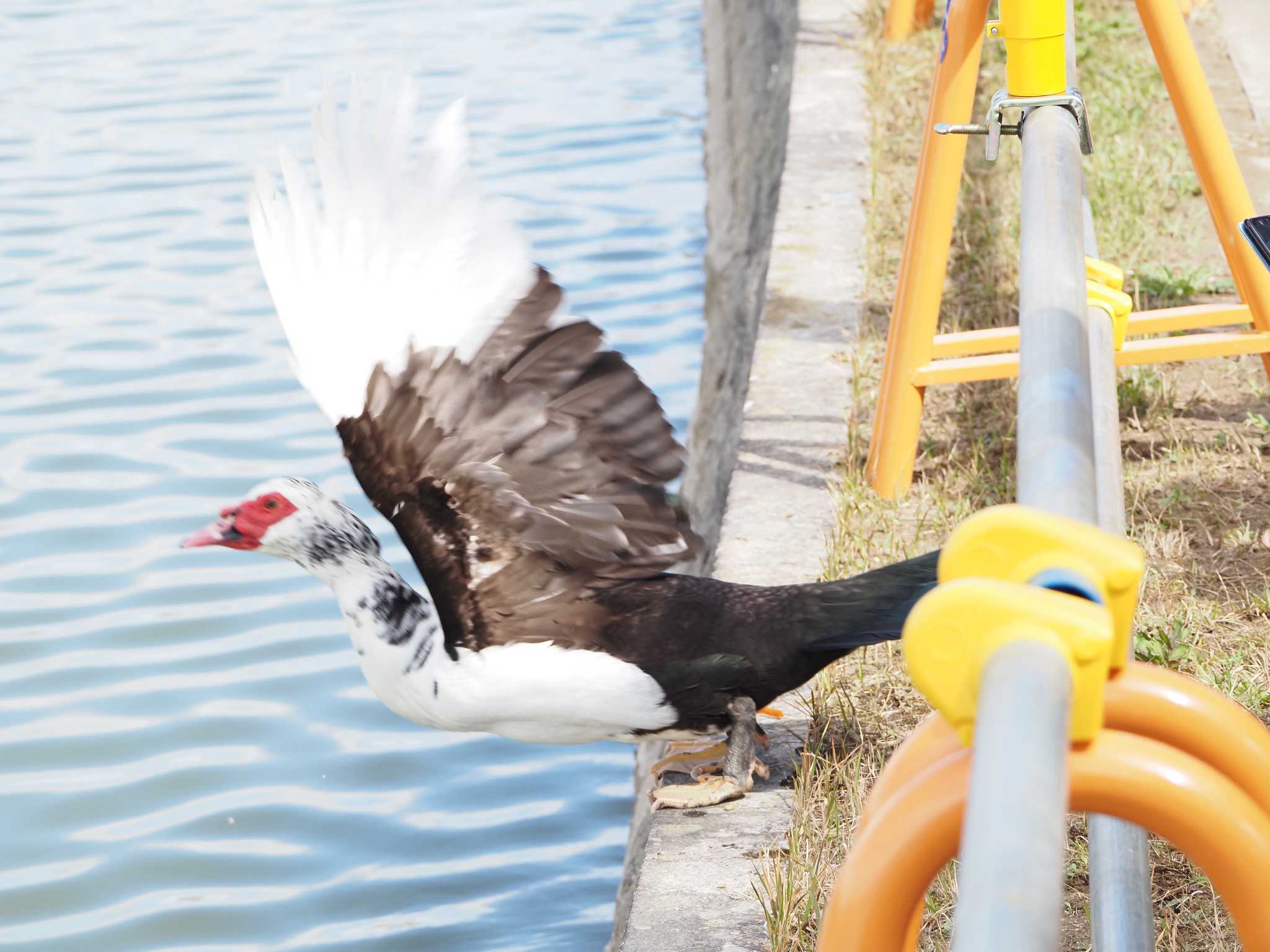 Photo of Muscovy Duck at 天王川公園 by MaNu猫