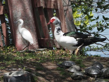 Muscovy Duck 天王川公園 Thu, 4/13/2023