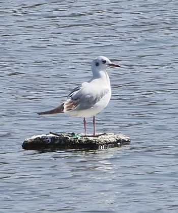 ユリカモメ 三ツ又池公園 2023年4月13日(木)