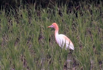 アマサギ 愛知県豊田市 2018年5月26日(土)