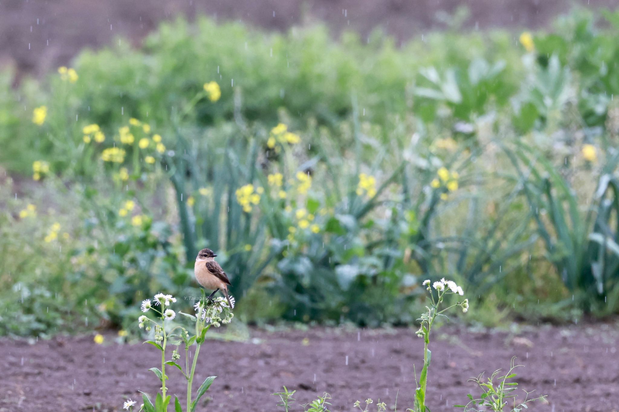 Photo of Amur Stonechat at 大久保農耕地 by 八丈 鶫