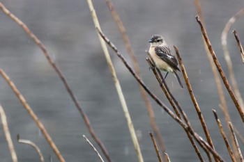 Amur Stonechat 大久保農耕地 Sat, 4/15/2023