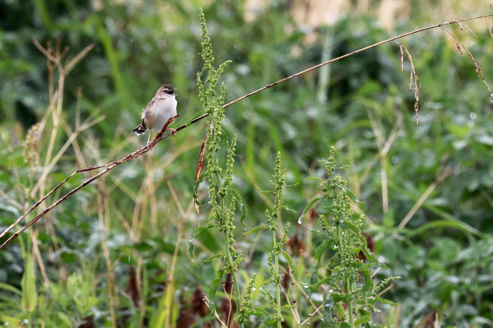 Photo of Zitting Cisticola at 大久保農耕地 by 八丈 鶫