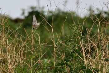 Zitting Cisticola 大久保農耕地 Sat, 4/15/2023