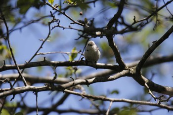 シマエナガ 北大研究林(北海道大学苫小牧研究林) 2018年5月27日(日)